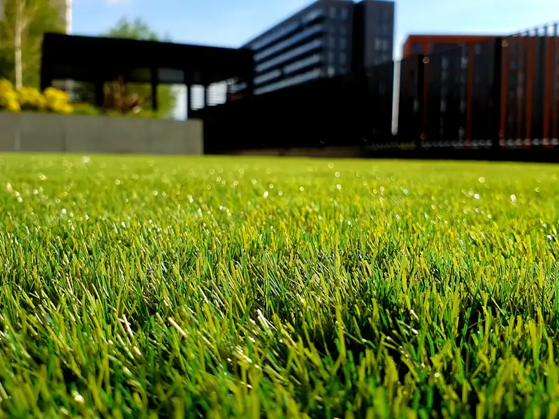 Pelouse neuve, dense et uniforme, vue au ras du sol